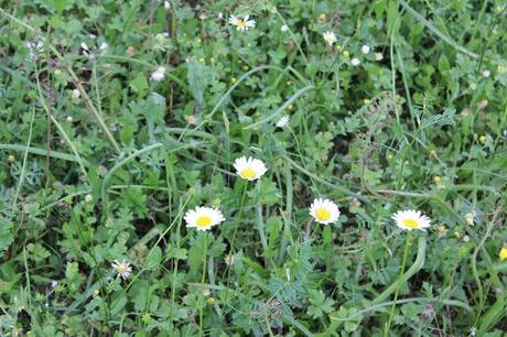 Una giornata con gli amici in mezzo alla natura e la zuppa color del sole
