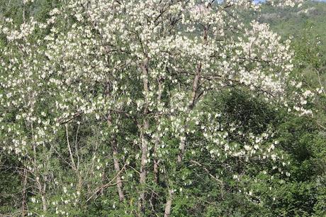 Una giornata con gli amici in mezzo alla natura e la zuppa color del sole