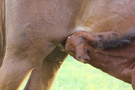 Una giornata con gli amici in mezzo alla natura e la zuppa color del sole