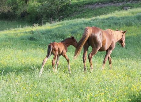 Una giornata con gli amici in mezzo alla natura e la zuppa color del sole
