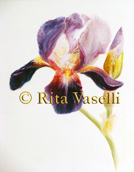 Iris,vessilli di seta e velluto.