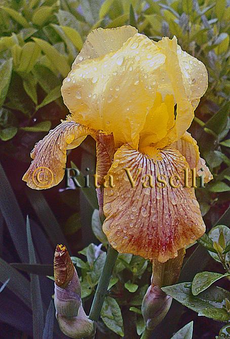 UN IRIS GIALLO IN UNA AIUOLA DI CITTA'