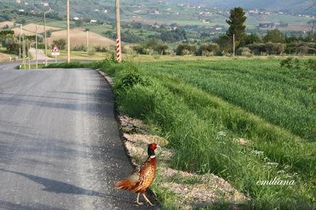 Villa Colle del Cardinale e territorio circostante.....un luogo di delizie