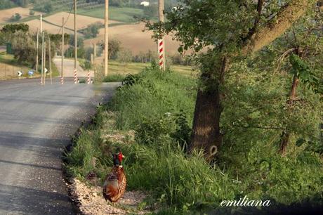 Villa Colle del Cardinale e territorio circostante.....un luogo di delizie