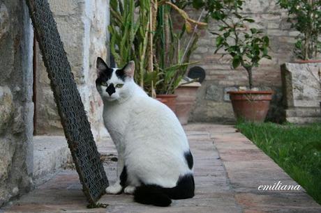 Villa Colle del Cardinale e territorio circostante.....un luogo di delizie