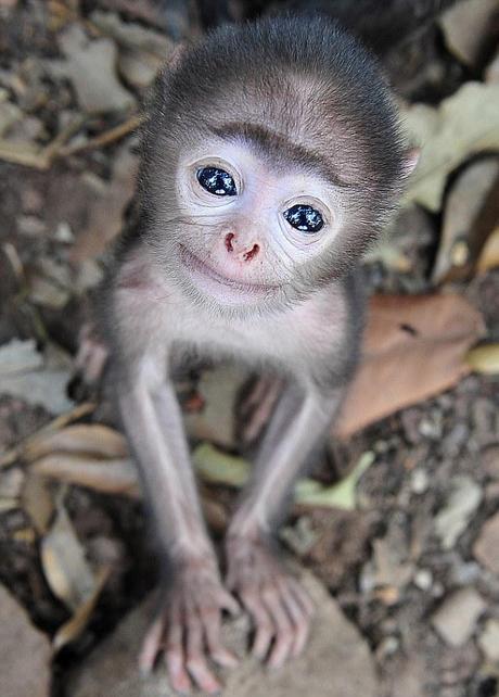 Ready for my close-up: The adorable baby grey langur monkey showed he was not camera shy when pictured near his Indian home