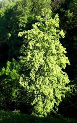 CIAMUGNA, L'AMAZZONIA DI NOIALTRI