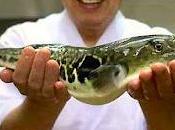 Pesce palla specialità culinaria «Fugu»