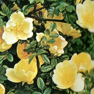 Rose botaniche pagina 3