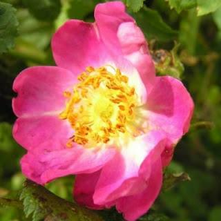 Rose botaniche pagina 3