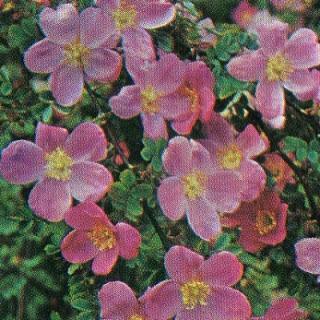 Rose botaniche pagina 3