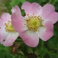 Rose botaniche pagina 3