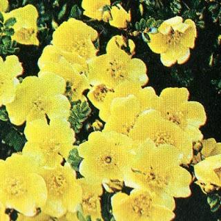 Rose botaniche pagina 3