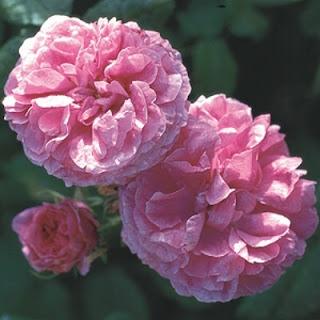 Rose botaniche