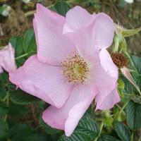 Rose botaniche