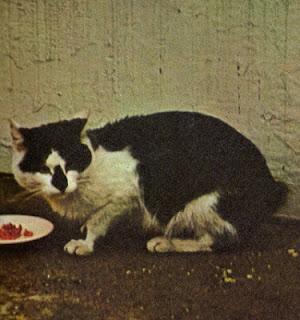 Gatto dell'isola di Man