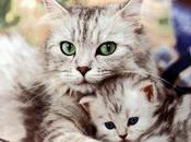 gatto