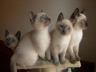 Siamese