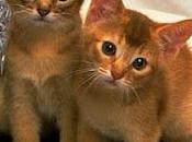 Gatto Abissino