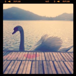 Lago Sirio: Ristorante Il Cigno