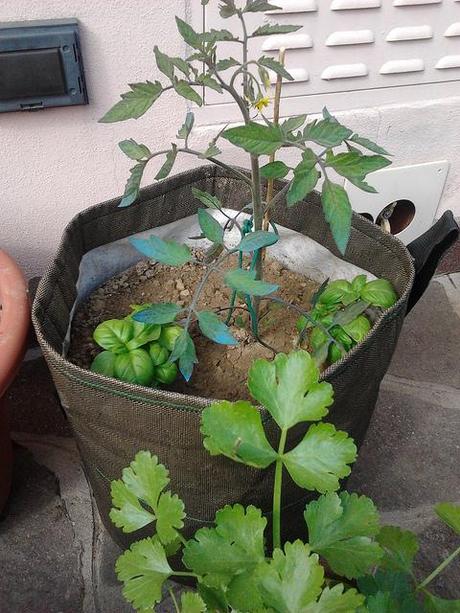 Consociazione di pomodoro e basilico in Pot da 25 Lt.