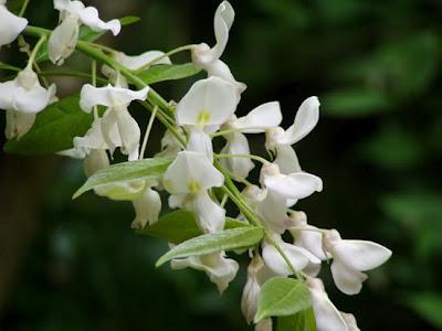 Come coltivare e far fiorire il Glicine