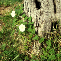 Il cappello della Strega -Convolvolo