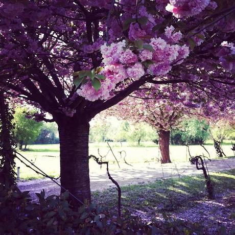 Blooming Trees