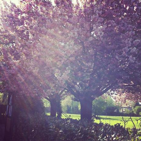 Blooming Trees