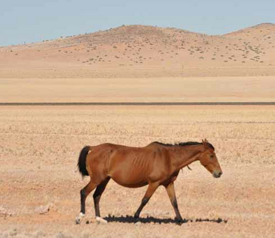 Le origini dell'addomesticamento del cavallo.