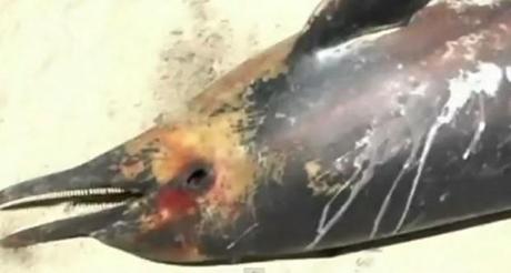 TRAUMA ACUSTICO LA CAUSA  DELLA GRANDE MORIA DI DELFINI IN PERU'