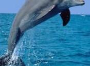 S’oru mari: salvato delfino