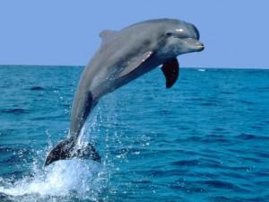 S’oru e mari: salvato il delfino
