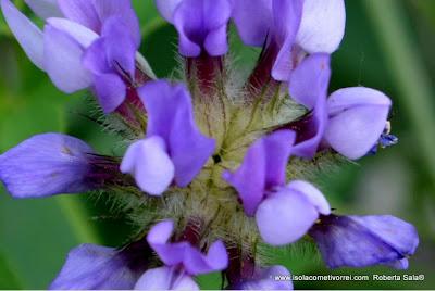 Psoralea bituminosa