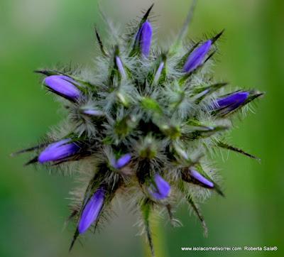 Psoralea bituminosa