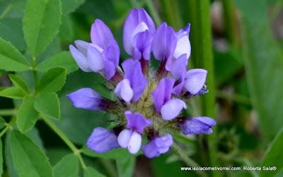 Psoralea bituminosa