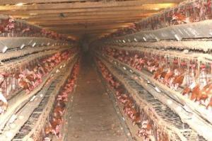 Fermo: condannato allevatore per aver maltrattato 1 mln di galline