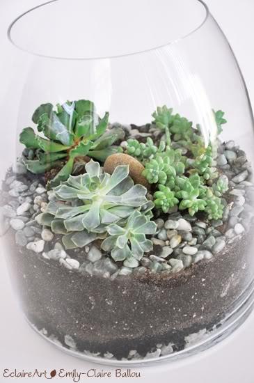 terrario succulenta