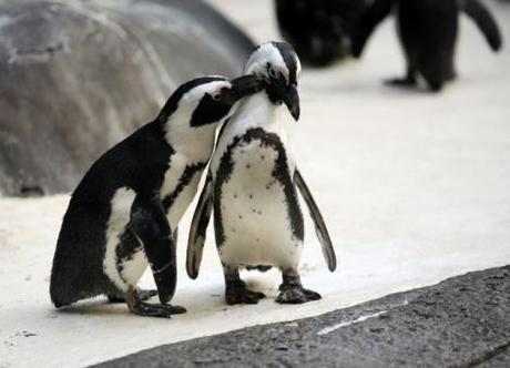 I pinguini gay adottano un figlio