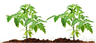 Malattie del pomodoro