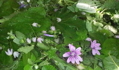 BUDINO PROFUMATO DI PRIMAVERA