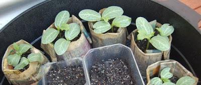 Maggio tempo di semina...