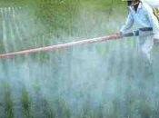 Parkinson pesticidi: Francia riconosciuto legame