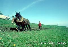Bisaccia (AV), 1981, Agricoltura tradizionale.