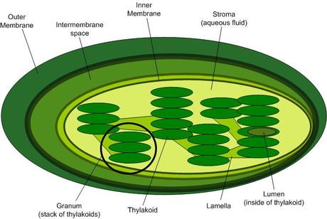 La fotosintesi clorofilliana: una panoramica