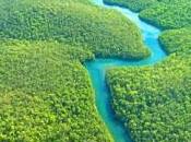 Firmiamo salvare foresta amazzonica!