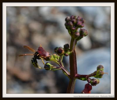 Le Scrophularia