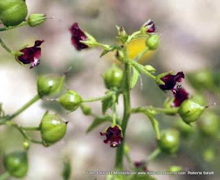 Le Scrophularia