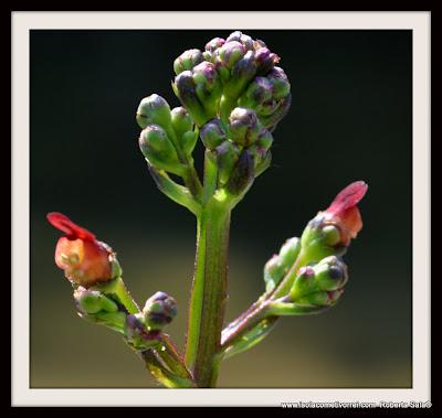 Le Scrophularia