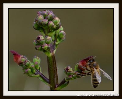 Le Scrophularia